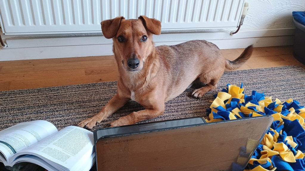 Dog works at a laptop