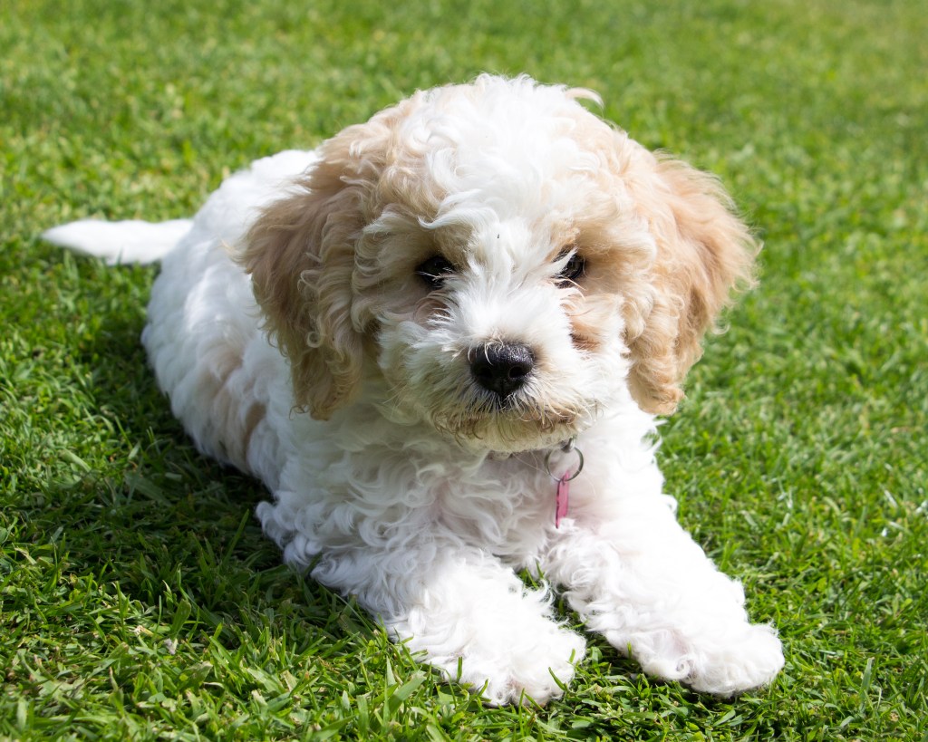 Puppy training in Taunton, Somerset