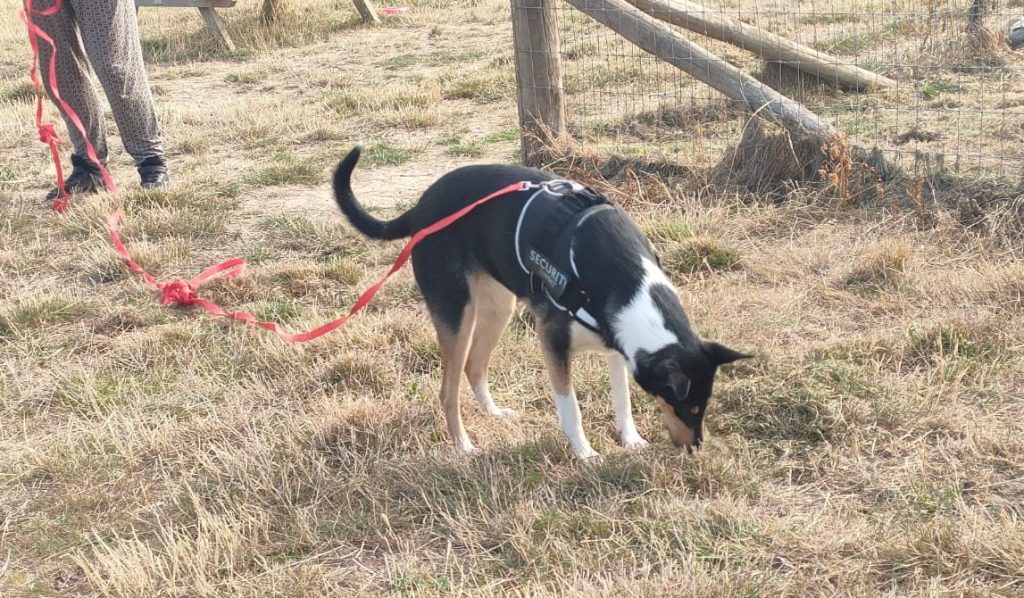Smooth collie explores the outdoors with their nose