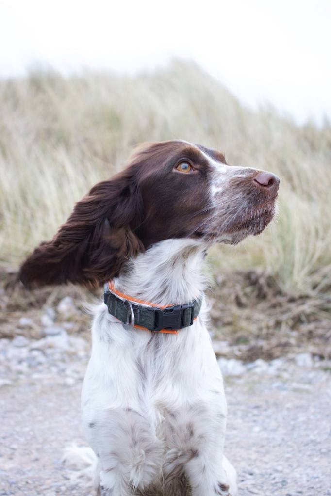 Spaniel air scents on a beach in Somerset