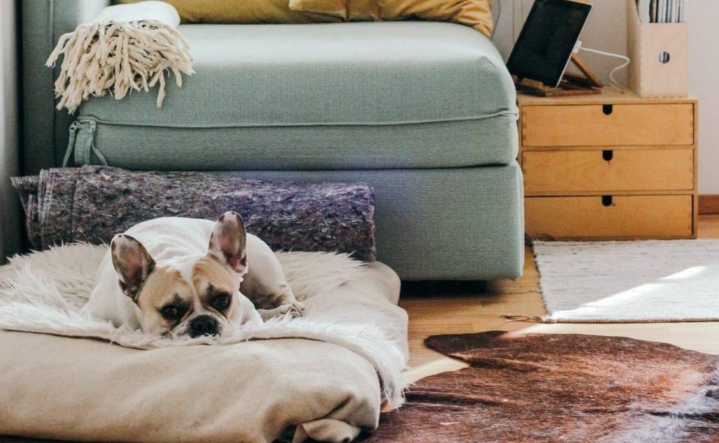 Bulldog lies on a blanket