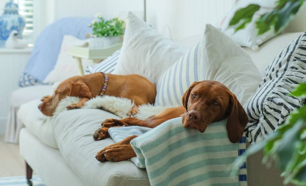 Two dogs relax on a sofa at home in Taunton, Somerset