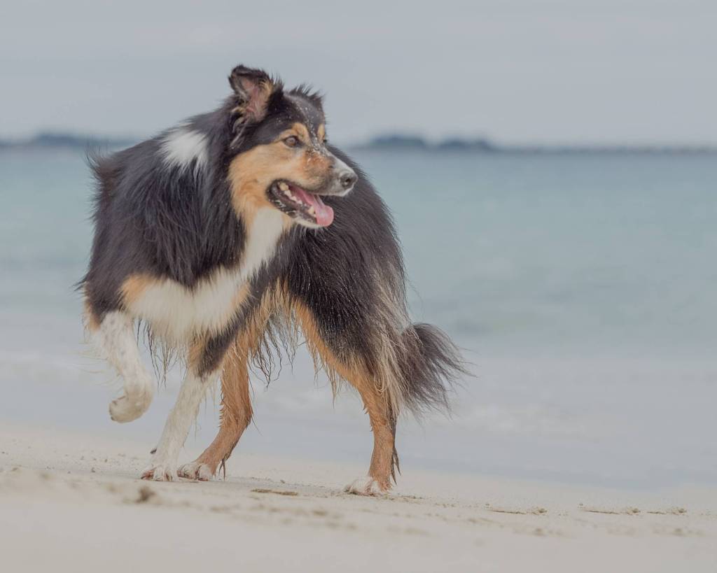 Collie on the beach in somerset