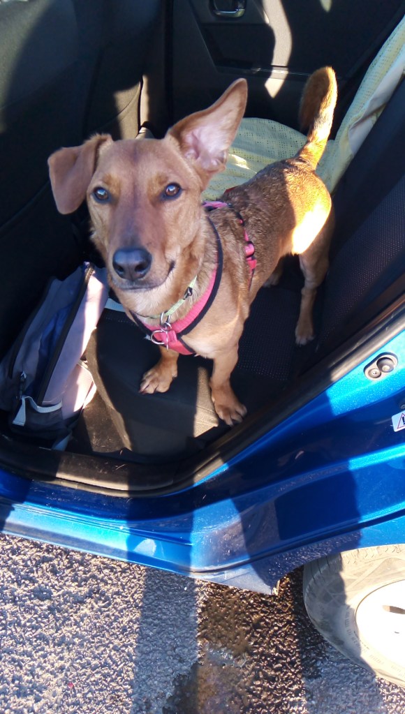 Happy dog in a car in Taunton, Somerset