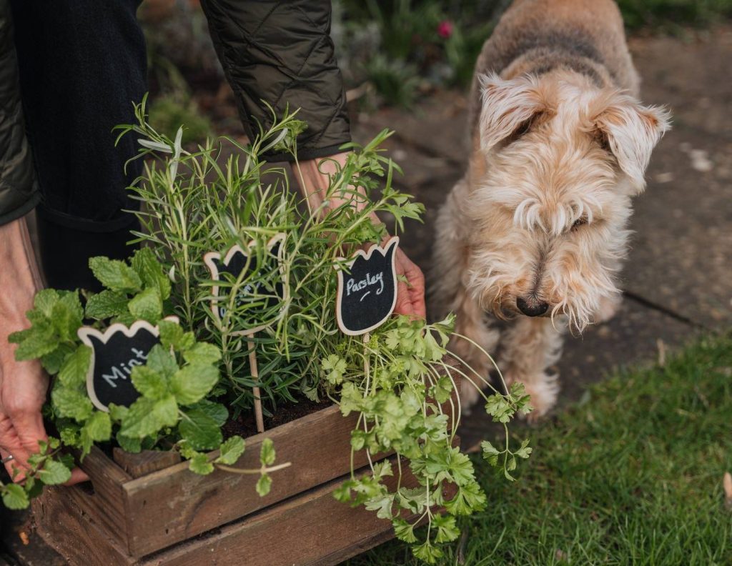 Terrier sniffs some herbs in Taunton, Somerset