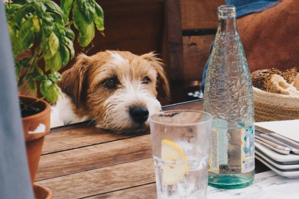Relaxed dog in a cafe in Taunton, Somerset