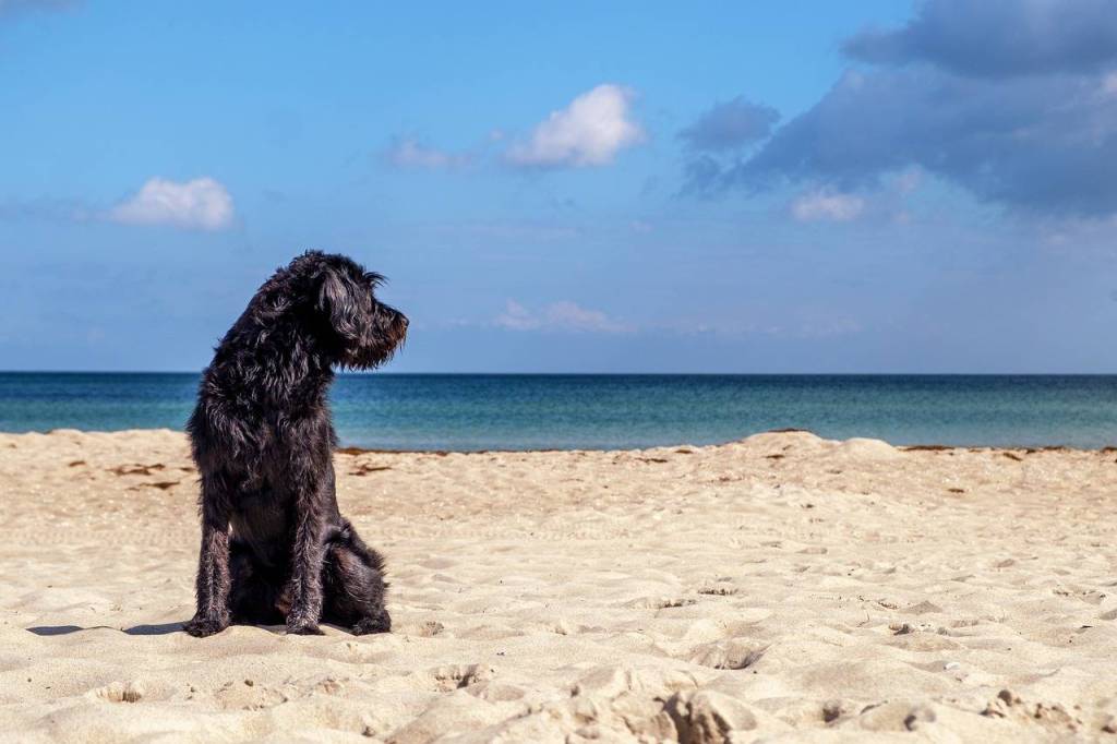 Dog on the beach in Somerset