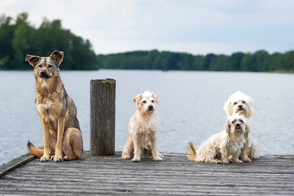 Dogs by a lake