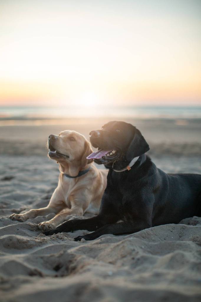Labradors lying down calmly on the beach in Somerset