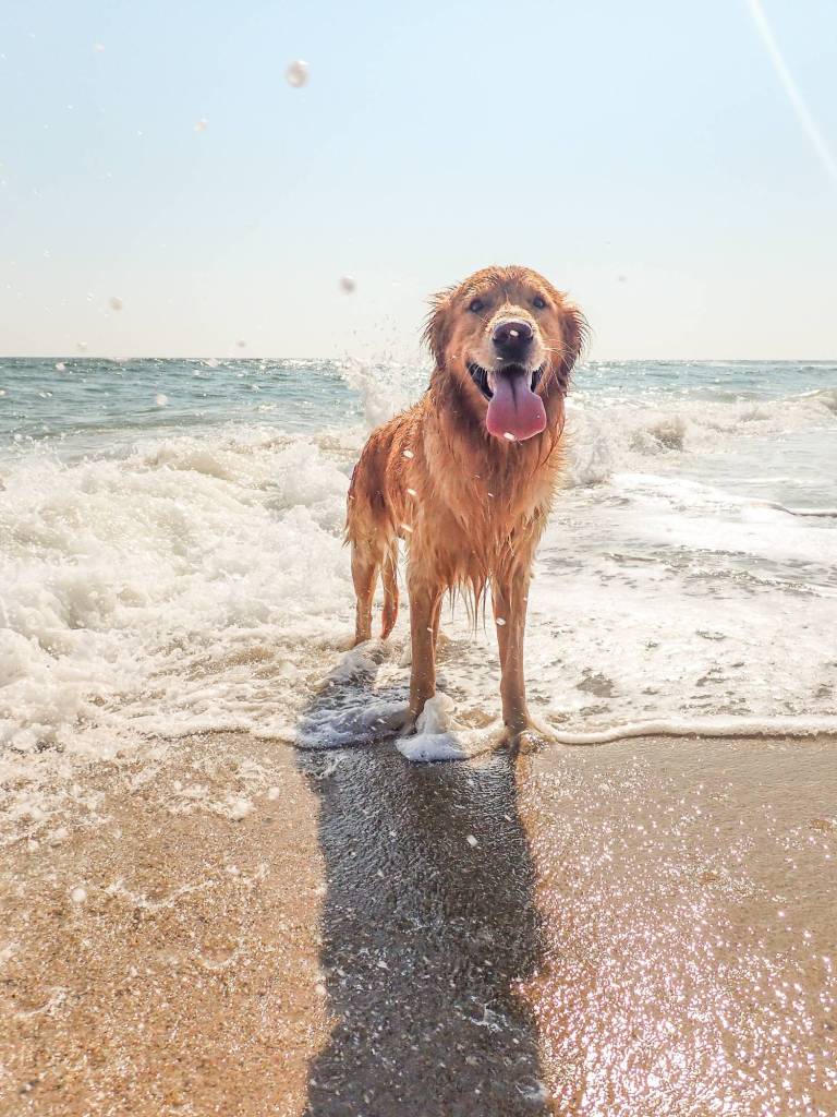 Golden Retriever enjoys playing in the sea in Somerset