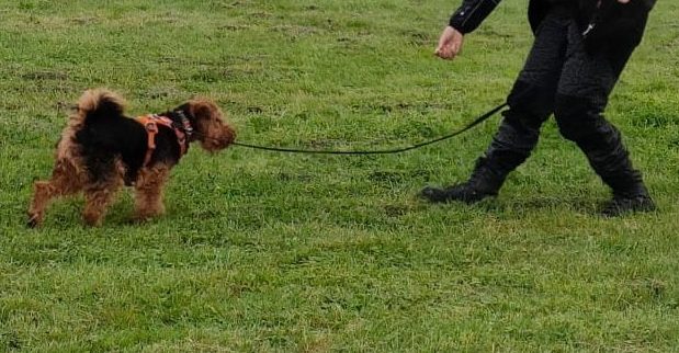 Terrier comes when called at All for Woofs workshop near Bridgwater