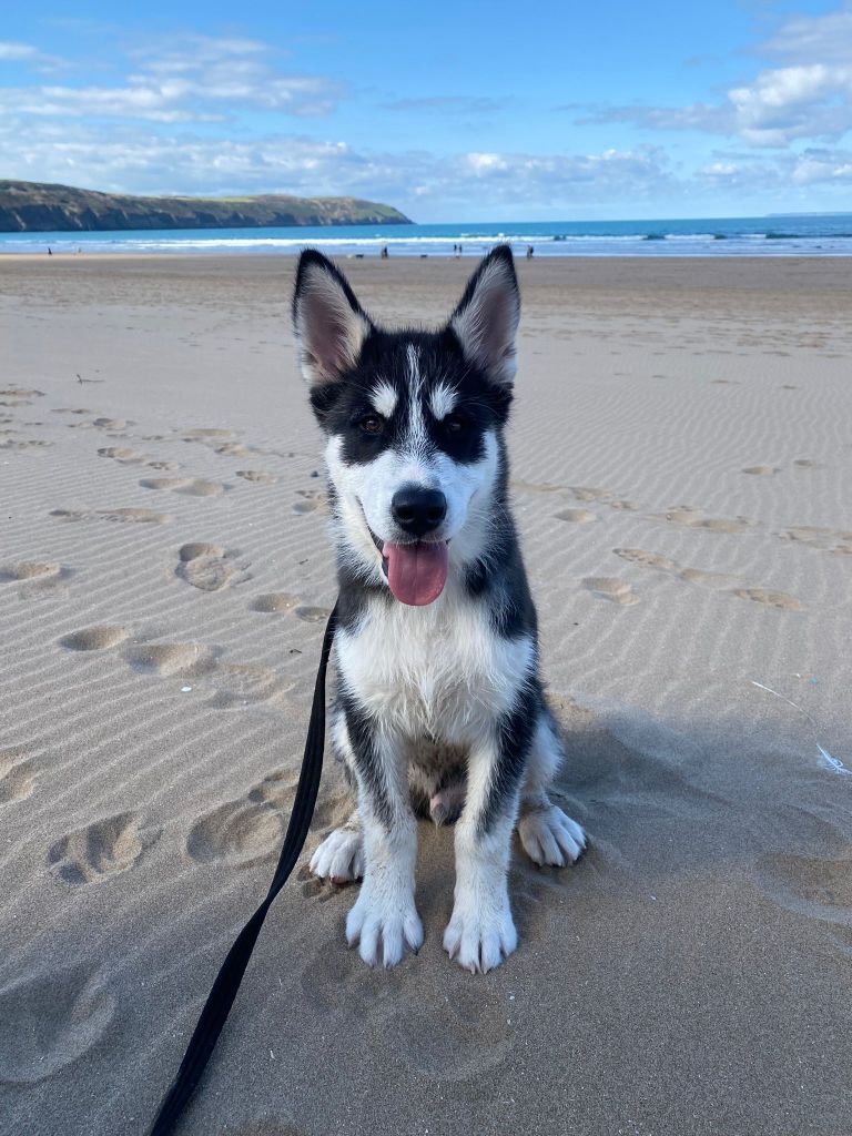 Happy Malamute puppy on the beach in Somerset.