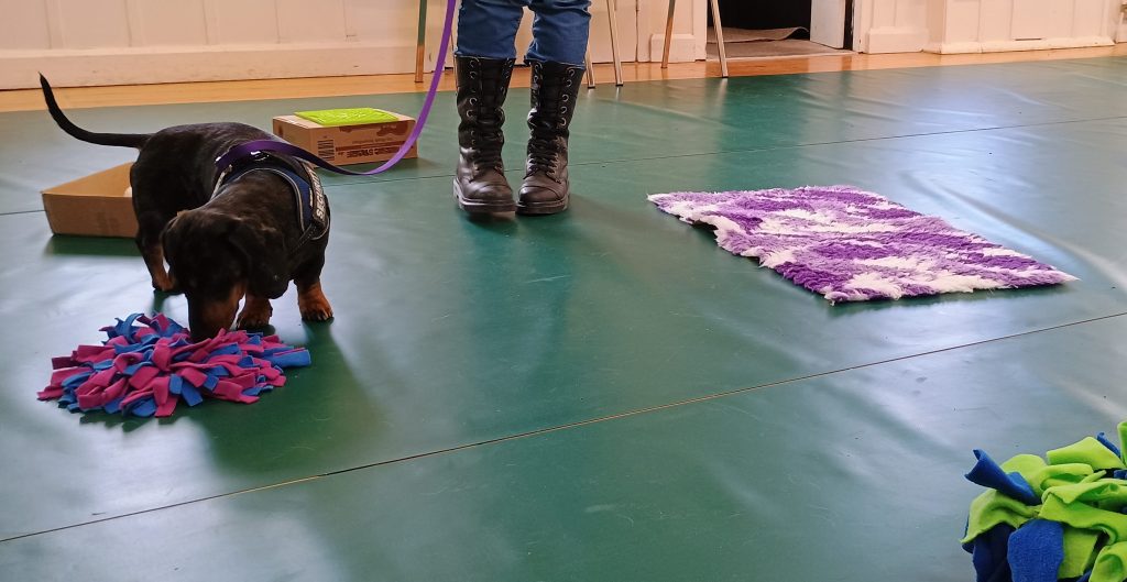 Dachshund enjoys a group class with All for Woofs in Taunton