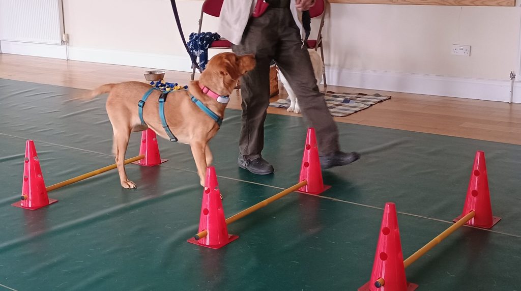 Labrador enjoys confidence building exercises at a group training class in Taunton, Somerset