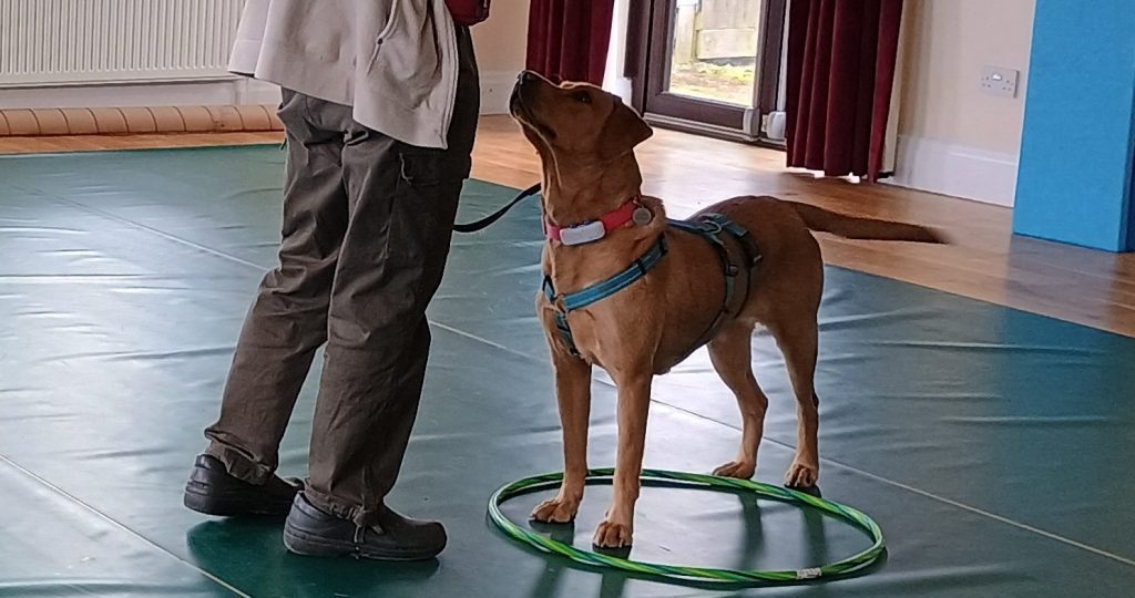 Labrador stands in a hoop at All for Woofs workshop near Taunton
