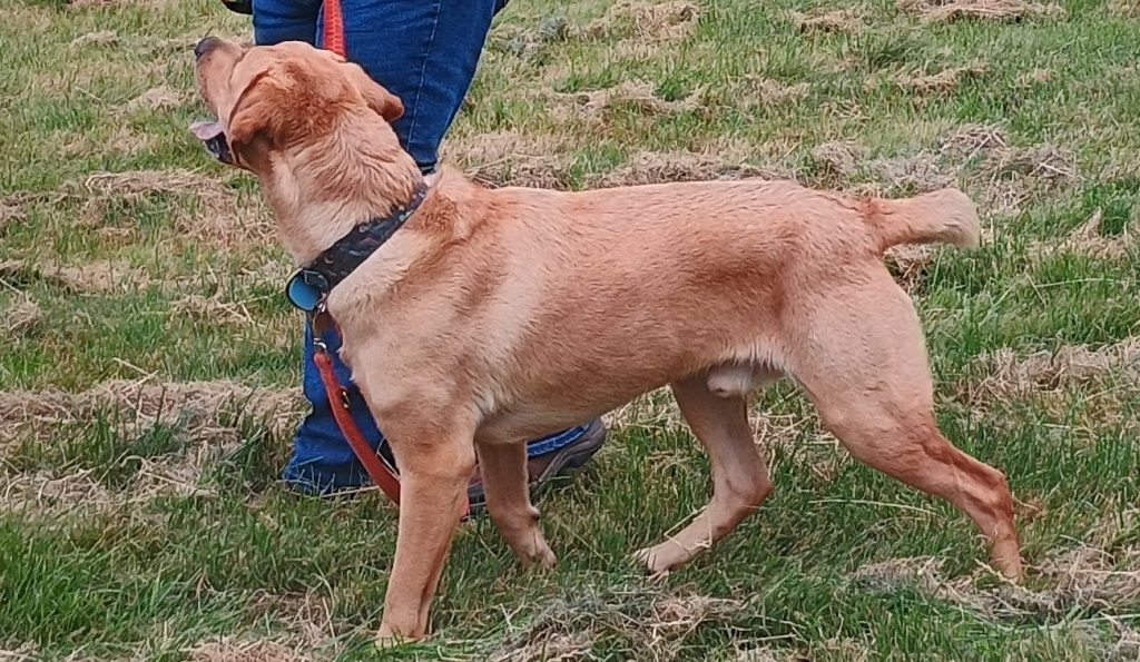 Labrador walks on a loose leas at All for Woofs workshop in Taunton