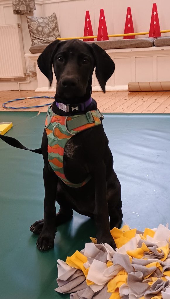 Puppy enjoying a training session with All for Woofs at Bradford on Tone, Taunton
