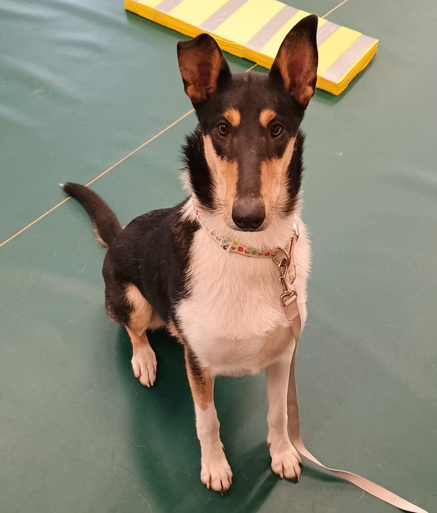 Smooth Collie at a training class with All for Woofs, at Bradford on Tone near Taunton