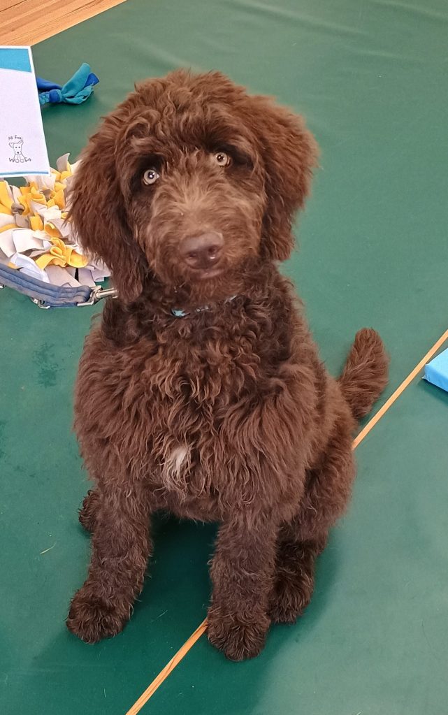 Doodle dog at training class in Bradford on Tone, Somerset