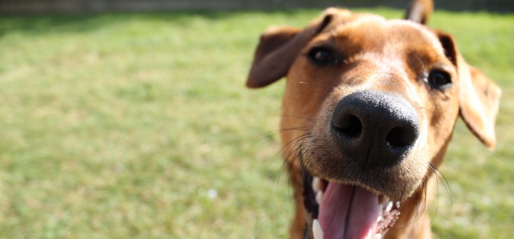 Close up of a dog's nose