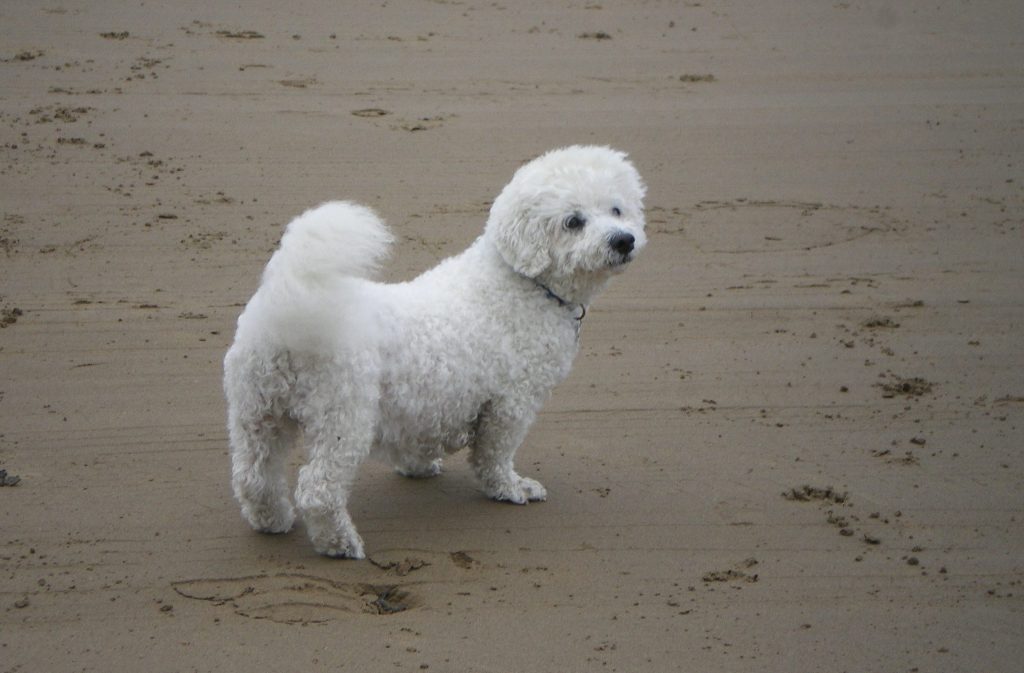 Rescue dog on the beach near Taunton & Bridgwater, Somerset