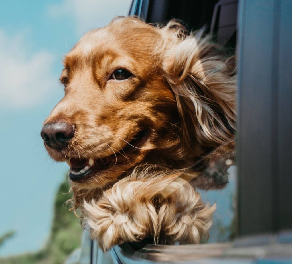 Spaniel enjoys a car journey in Taunton, Somerset