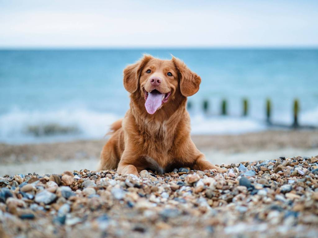 Happy dog relaxing on a pebbled beach in Somerset
