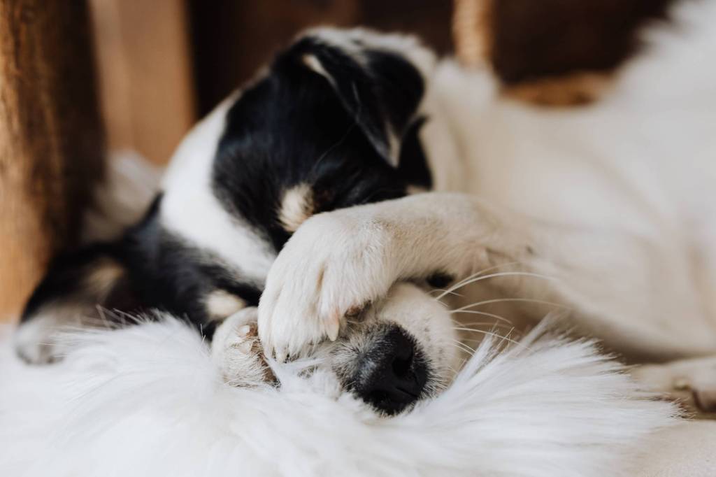 A dog hides behind his paws in Taunton, Somerset