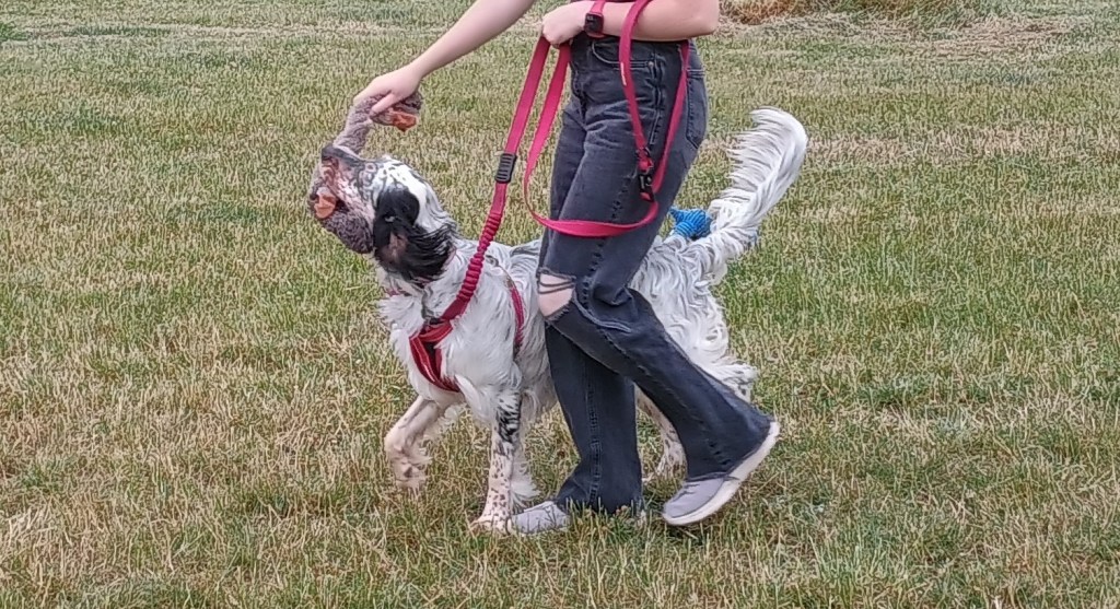 Dog walking on a loose lead