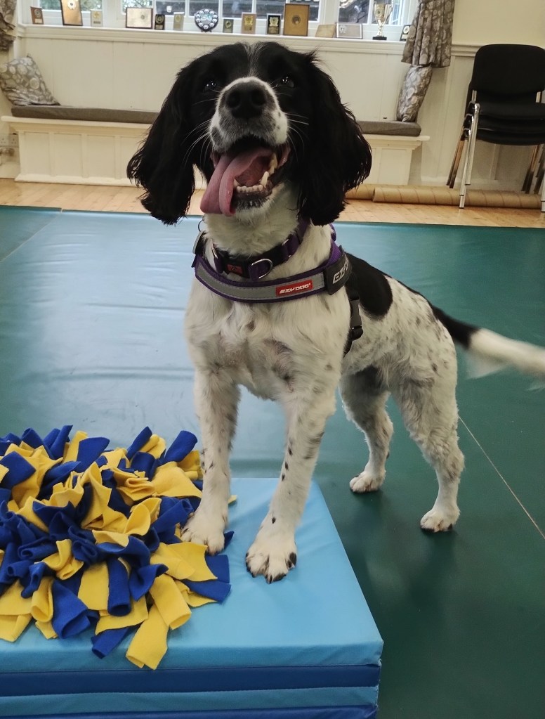 Spaniel enjoying a training class at Bradford on Tone near Taunton, Somerset