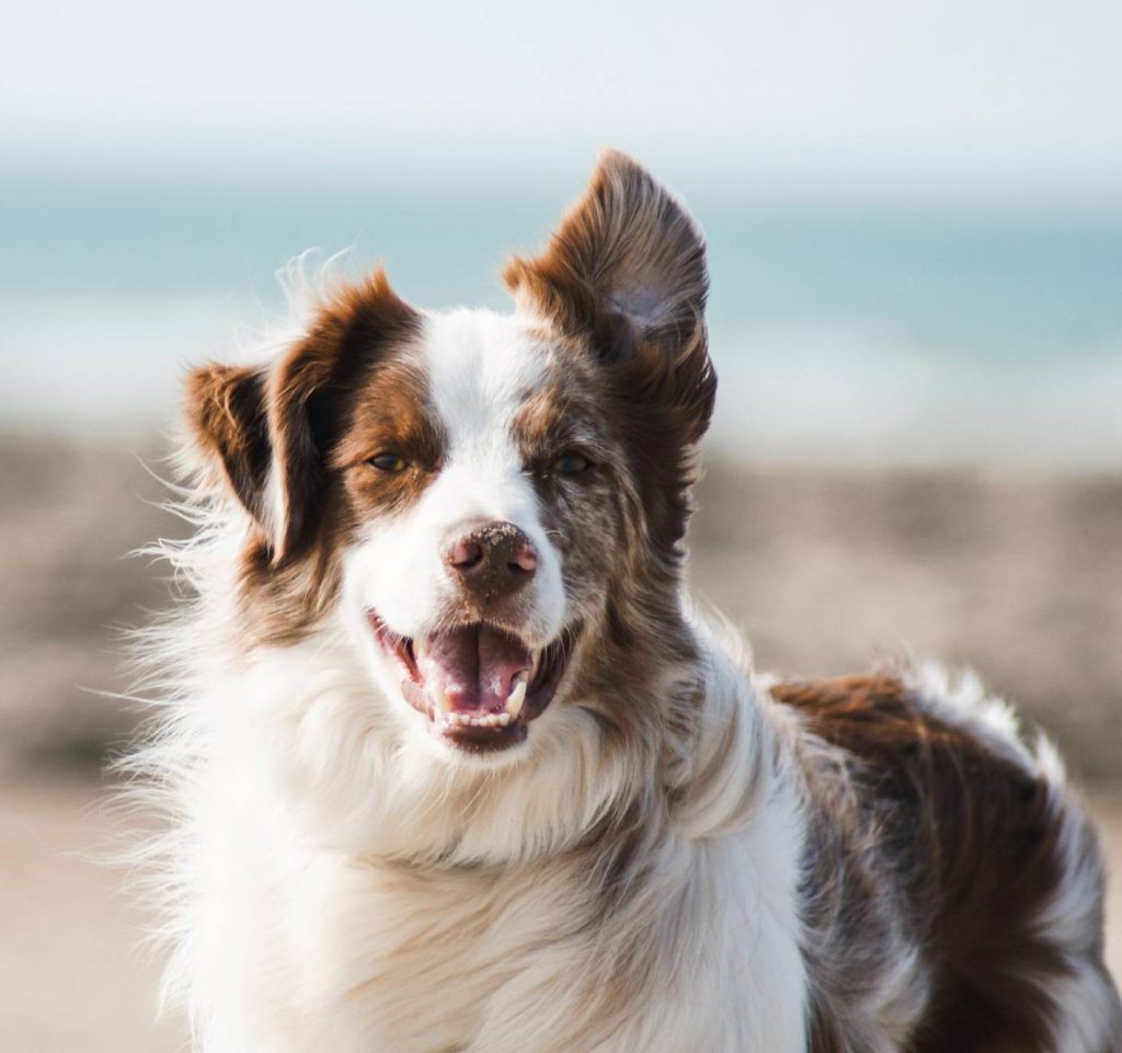 Collie on the beach in Somerset