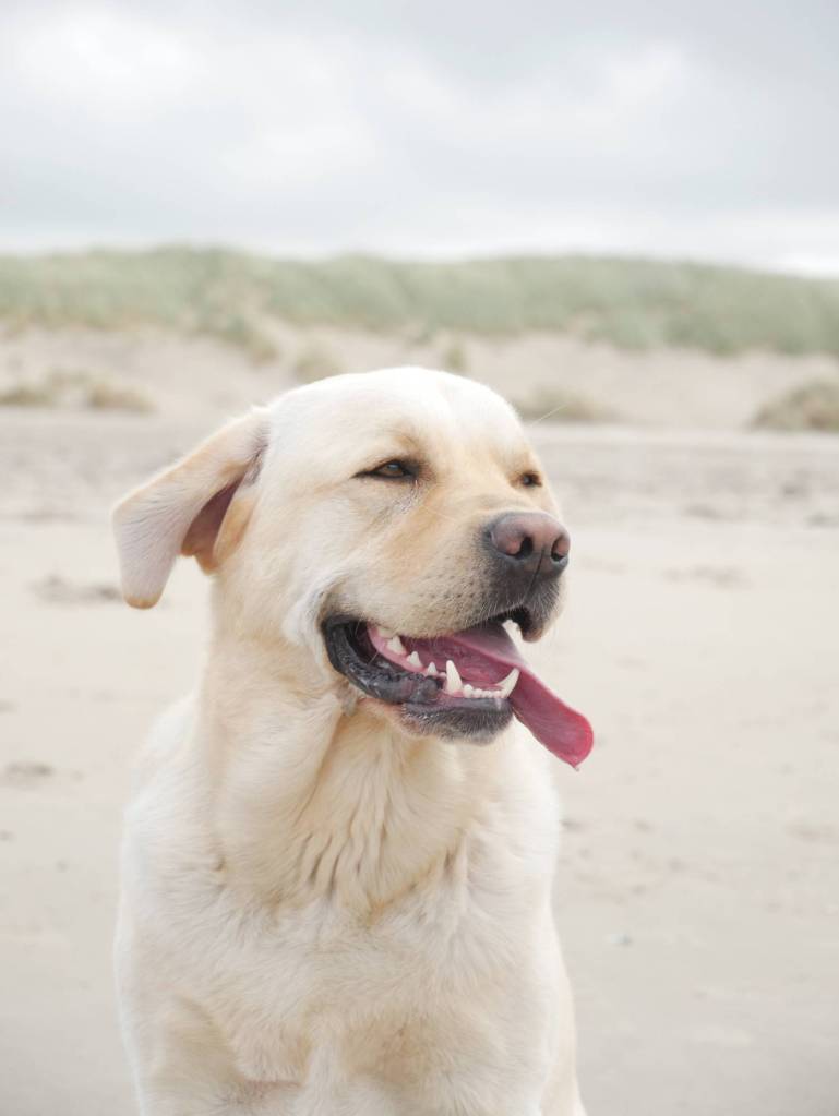 Labrador relaxes on the beach in Somerset