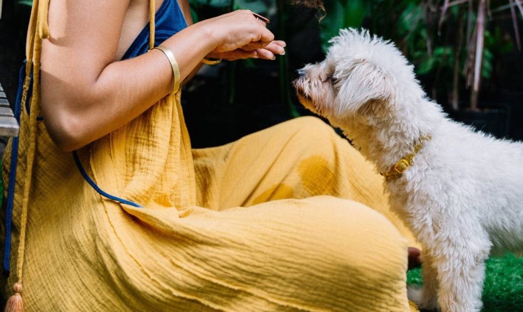 A dog gains confidence with being handled in Taunton, Somerset