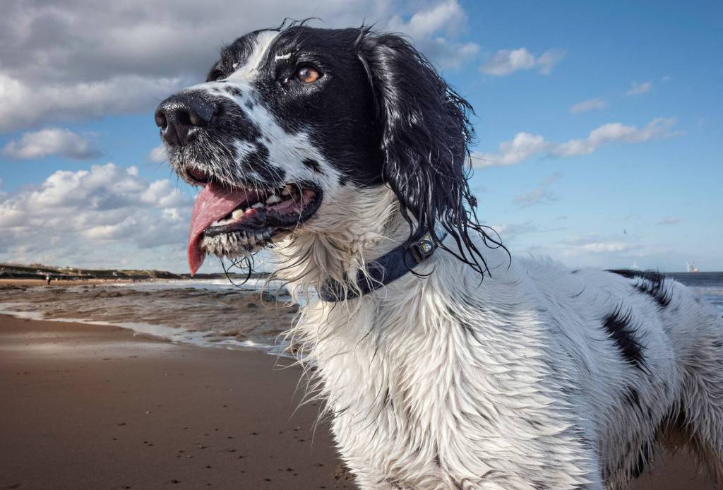 Spaniel enjoys one to one training in Somerset