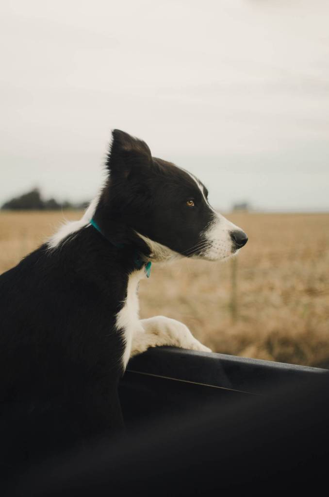 Collie is calm in the back of a car in Taunton, Somerset