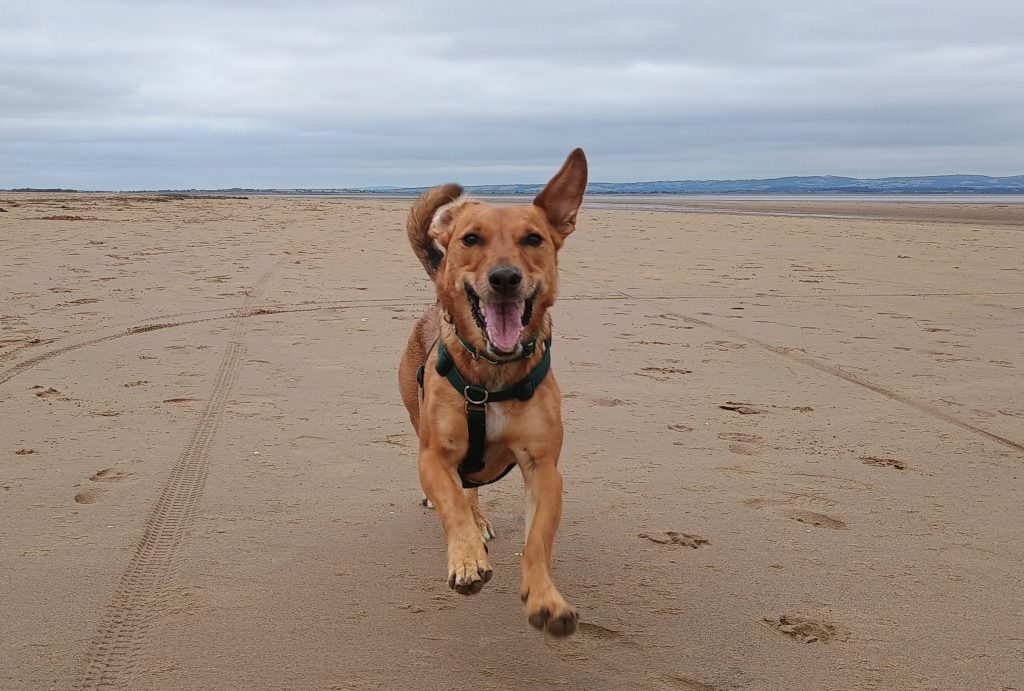 Dog comes when called on the beach in Somerset