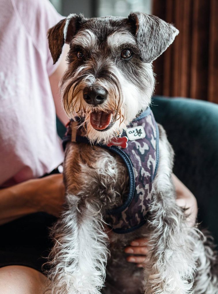Schnauzer sits on owners lap