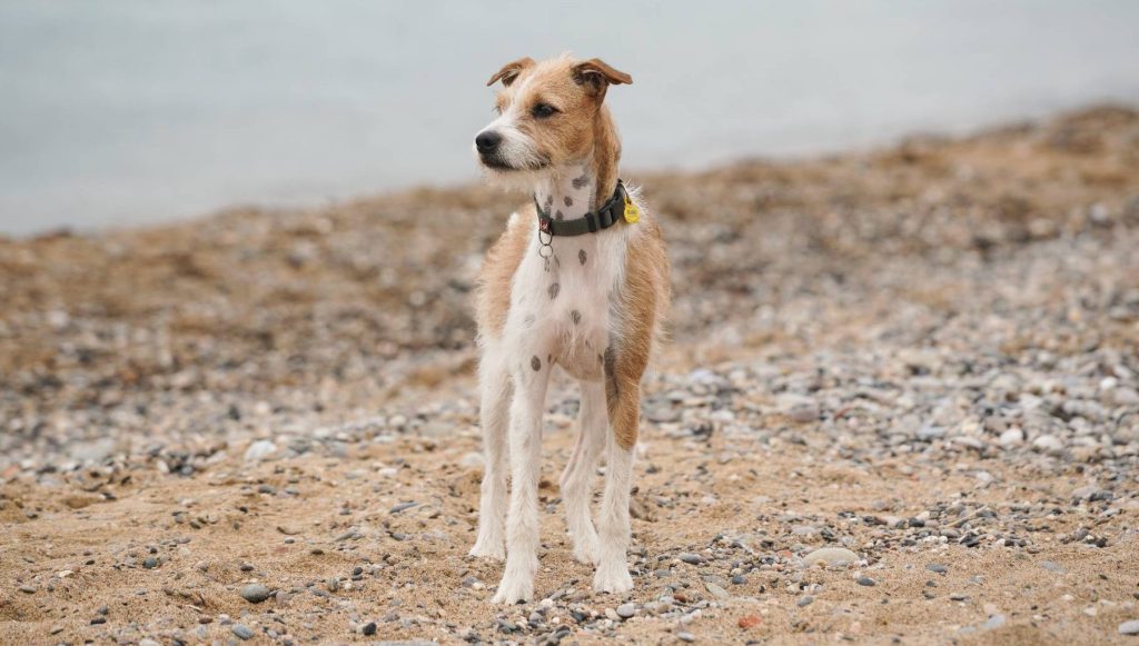 dog on a beach