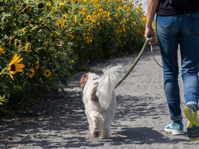 Why does my dog pull on the&nbsp;lead?