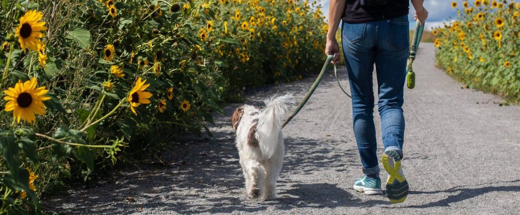 Why does my dog pull on the&nbsp;lead?