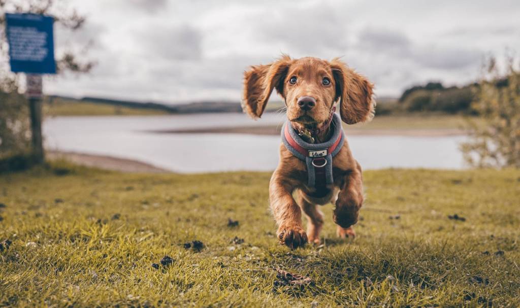 Spaniel puppy enjoys a socialisation session in Taunton