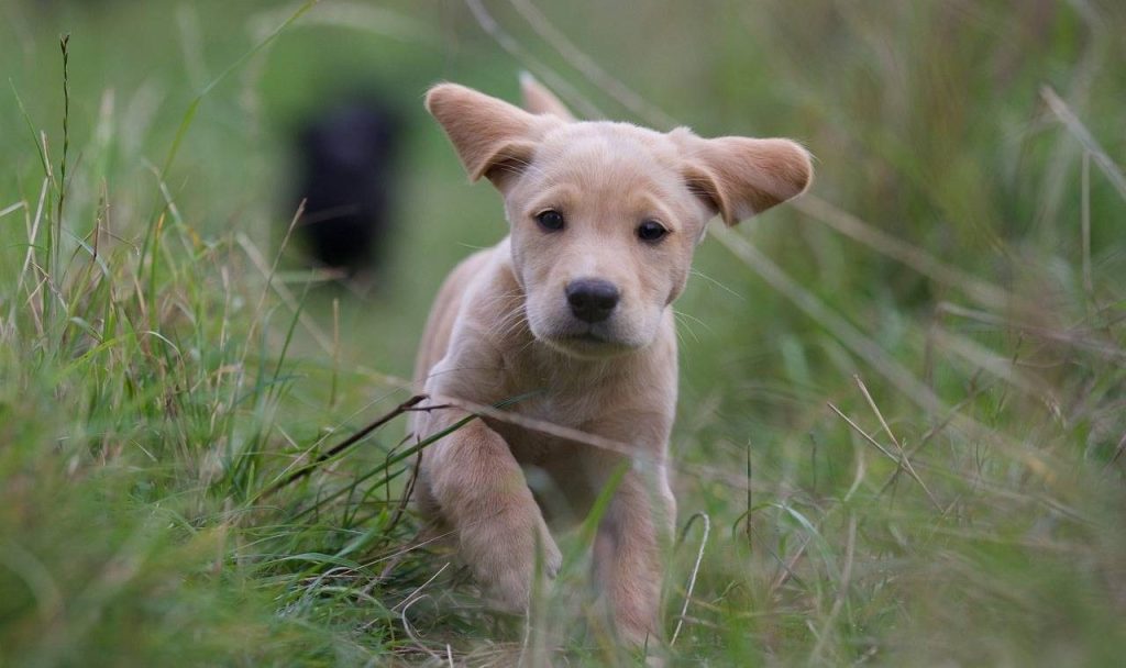 Labrador puppy at training course