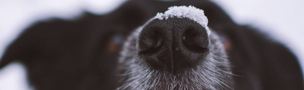 Christmas is coming!